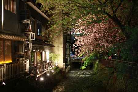 祇園白川　夜桜2