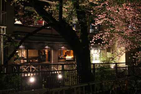 祇園白川　夜桜4
