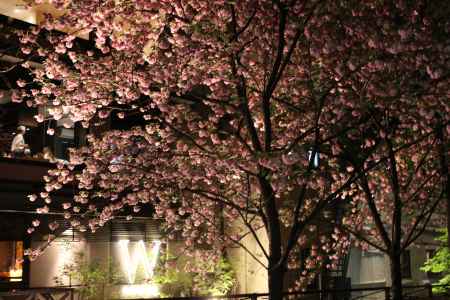 祇園白川　夜桜5