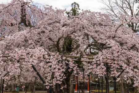 上賀茂神社の御所桜3