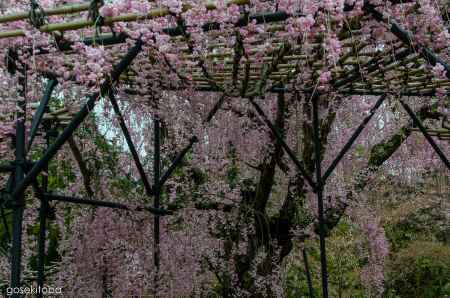 上賀茂神社の斎王桜、木組みの下から