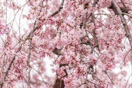 京都御苑の桜をアップで
