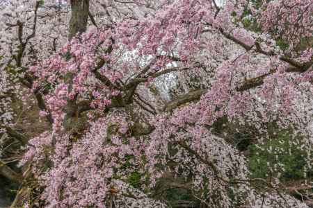 京都御苑の桜、その２