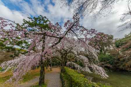 京都御苑の桜、その４