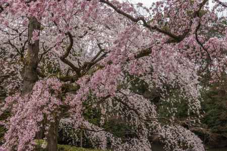 京都御苑の桜、その５