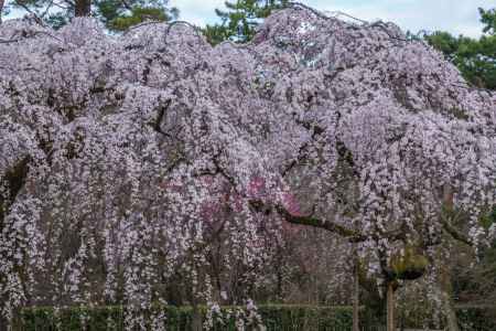 京都御苑の桜、その８