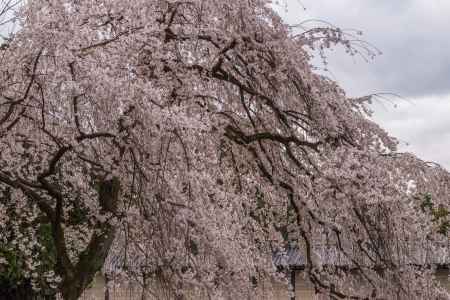 京都御苑の桜、その９