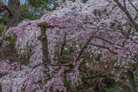 京都御苑の桜、その１１