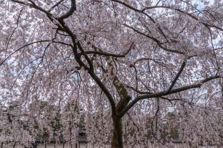 京都御苑の桜、その１３