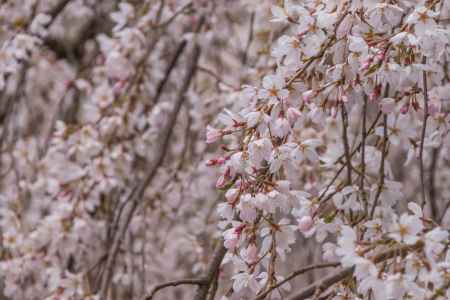 京都御苑の桜、その１５