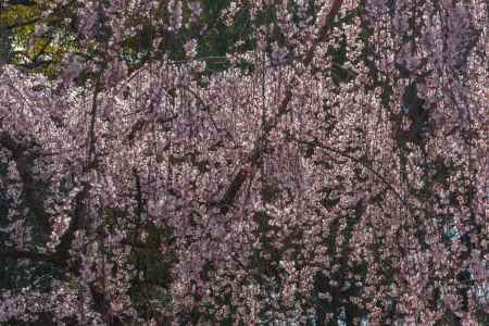京都御苑の桜、その１７