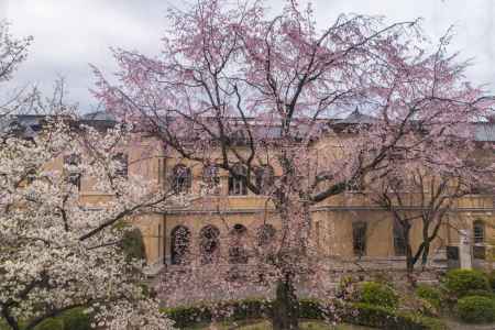 京都府庁旧本館中庭の枝垂桜