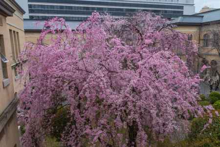 京都府庁旧本館中庭の紅八重枝垂桜