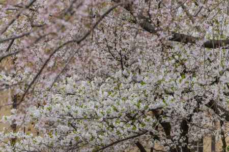 京都府庁旧本館、中庭に舞う桜吹雪
