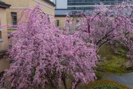 京都府庁旧本館、二階から枝垂桜に寄ってみた