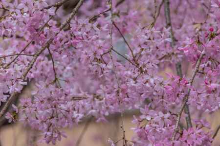 京都府庁旧本館、中庭の枝垂桜は花弁も可憐