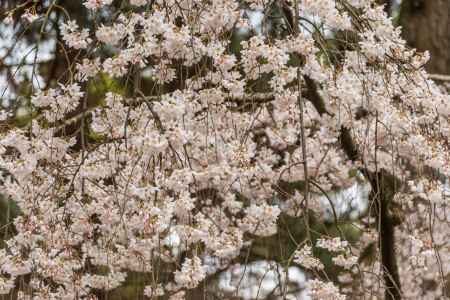 京都御苑の桜、小さめの花が奥ゆかしい