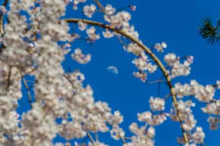 京都御苑の桜、夕方に月と桜で美の競演