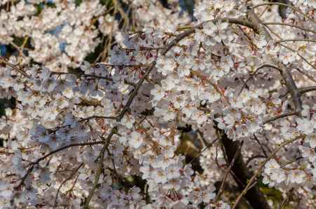 京都御苑の桜、花の満員電車？