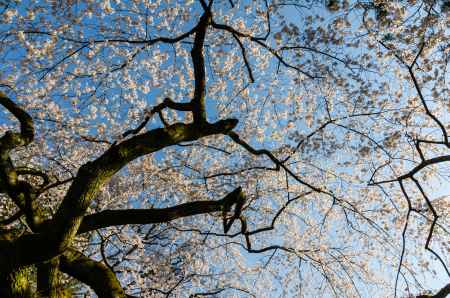 京都御苑の桜、逆光に透き通る桜