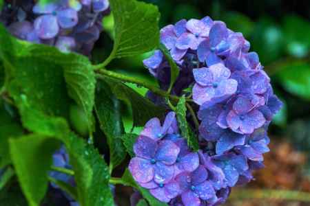 雨の善峯寺、青い紫陽花