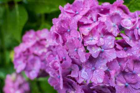 雨の善峯寺、赤紫の花弁に青の花芯の不思議な紫陽花