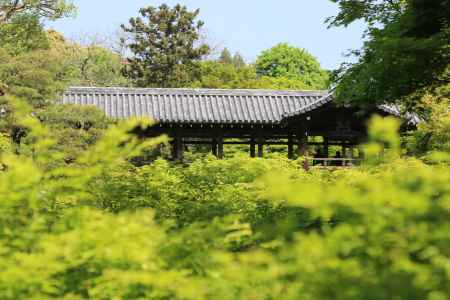 新緑の東福寺　⑥