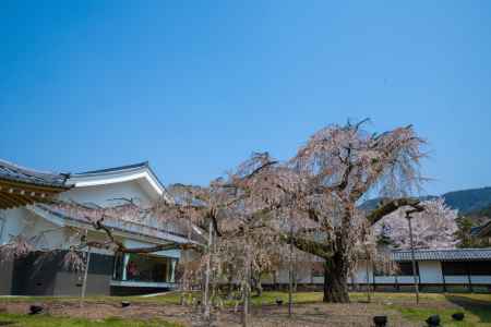 桜の醍醐寺　2
