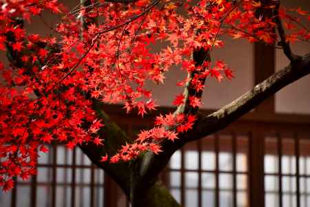 御香宮神社の紅葉