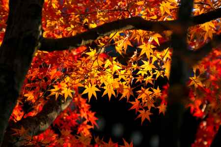 清凉寺の紅葉