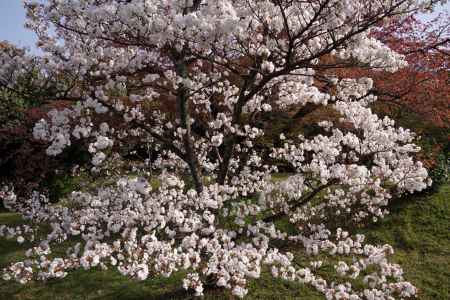養源院の桜4