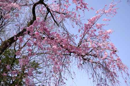 養源院の桜5