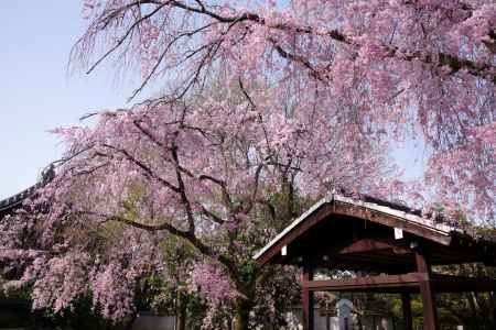 養源院の桜11