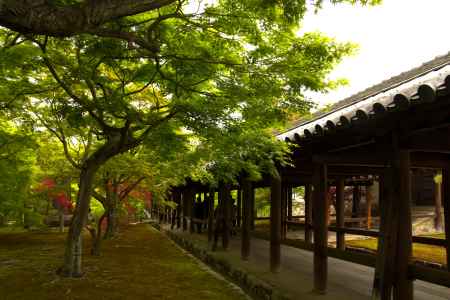 新緑の東福寺3
