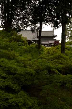 新緑の東福寺19