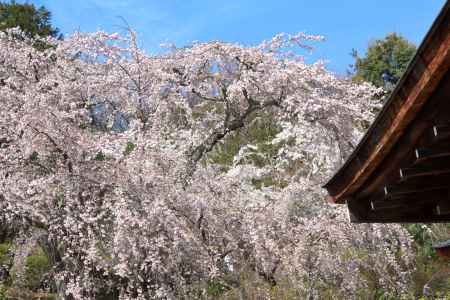 天龍寺の桜9