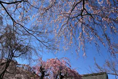 天龍寺の桜12