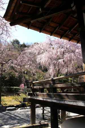 天龍寺の桜15