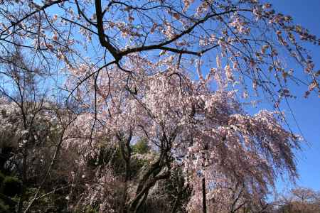 天龍寺の桜16