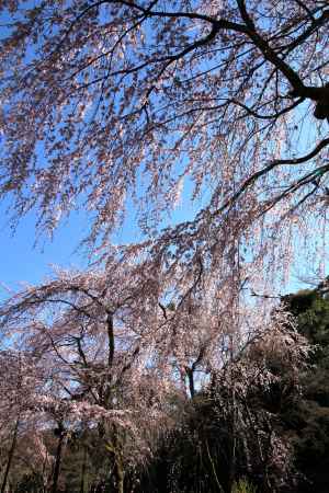 天龍寺の桜17