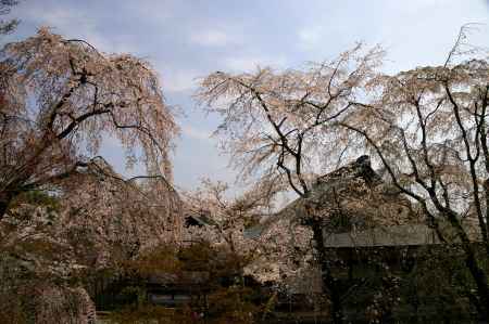 天龍寺の桜31