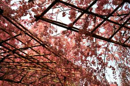平安神宮の桜7