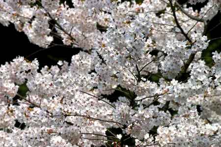 平安神宮の桜8