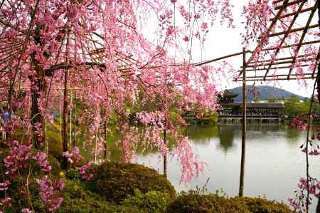 平安神宮の桜12
