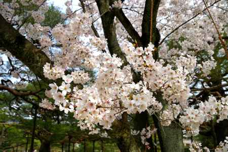 平安神宮の桜16