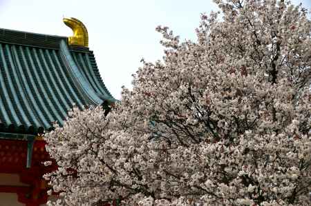 平安神宮の桜18
