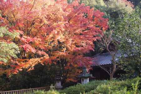 京都市の紅葉（来迎院）