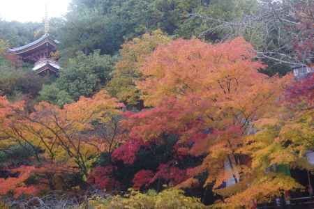 京都市の紅葉（今熊野観音寺）