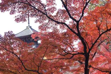 京都市の紅葉（真如堂）
