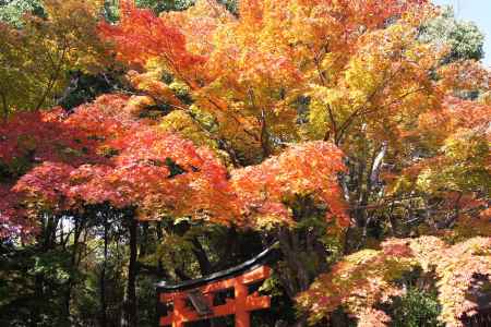 京都市の紅葉（竹中稲荷神社）